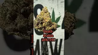 death Budda 26%THC.... Medical Prescription cannabis