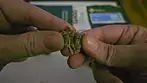 UK Medical Cannabis Review - Wedding Pop Triangle + Tokoloshe Sherbet (Non irradiated)