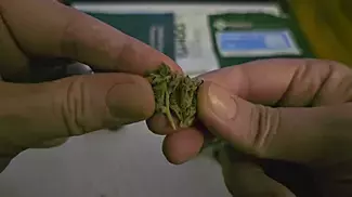 UK Medical Cannabis Review - Wedding Pop Triangle + Tokoloshe Sherbet (Non irradiated)