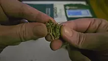 Punkz Emporium Video Thumbnail