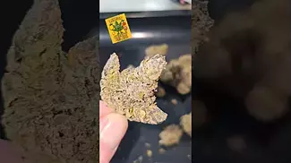 LOT420, AAAA, Lemon Cherry Gelato LCG   #themedcannhub #review #loud