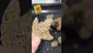 Video Thumbnail: TheMedCannHub