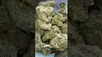 Upstate | Tropical Cherry | UK Medical Flower | First look