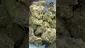 Video Thumbnail: VIP THC