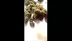 4C Labs Sudz Short 