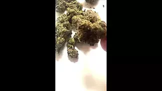 4C Labs Sudz Short 
