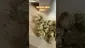 Video Thumbnail: Doc Green Bud