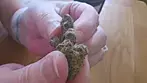 4C labs - Death Bubba UK medical cannabis review