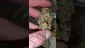 Video Thumbnail: WestPacks420