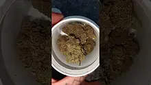 WestPacks420 Video Thumbnail