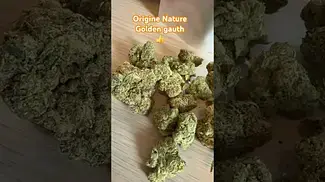 Golden gauth flower