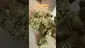 Video Thumbnail: Doc Green Bud