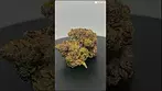 Purple Milk by Big Narstie Medical #ukmedicalcannabis #420 #cannabiseducation
