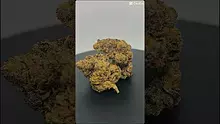 Herb Gaming Video Thumbnail