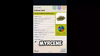 Strain Review: Gary Busey by 4C Labs 