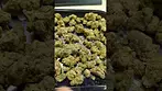 CURO ZZP ZKITTLES PIE (UK PRESCRIPTION MEDICATION)
