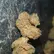 Flower Photo of Companies Cultivating/Producing UK Medical Cannabis Craft ZG T21 Zero Gravity