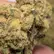 Flower Photo of Companies Cultivating/Producing UK Medical Cannabis Premium GMO-TR T29 GMO Tropical Reign