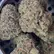 Flower Photo of All Flower/Strains (Prescription Medical Cannabis) PM T28 Permanent Marker