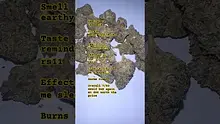 Henry Hemp Video Thumbnail