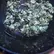 Flower Photo of Companies Cultivating/Producing UK Medical Cannabis ABJ T26 A&B Jealousy