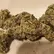 Flower Photo of All Flower/Strains (Prescription Medical Cannabis) Rocky T26 El Jefe