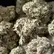 Flower Photo of Importers & Pharmacy Wholesalers GUSH T25 Gushers