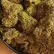 Flower Photo of All Flower/Strains (Prescription Medical Cannabis) T24 RS-11