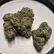 Flower Photo of All Flower/Strains (Prescription Medical Cannabis) Juno T10:C11 Libras