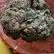 Flower Photo of All Flower/Strains (Prescription Medical Cannabis) WPT Smalls T22 Wedding Pop Triangle