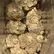 Flower Photo of All Flower/Strains (Prescription Medical Cannabis) AF T24 Animal Face