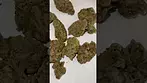Permanent Fruz 20/1 by Green Karat initial reaction  #ukcannabis #420 #medicalcannabis #420uk