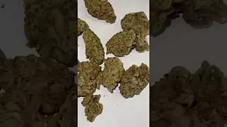 Permanent Fruz 20/1 by Green Karat initial reaction  #ukcannabis #420 #medicalcannabis #420uk