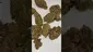 Video Thumbnail: High Jack