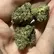 Flower Photo of All Flower/Strains (Prescription Medical Cannabis) RR T32 Rainbow Runtz