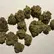 Flower Photo of Companies Cultivating/Producing UK Medical Cannabis JR T27 Jelly Rancher