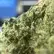Flower Photo of Companies Cultivating/Producing UK Medical Cannabis Value CCK-S Smalls T25 Cold Creek Kush