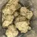 Flower Photo of All Flower/Strains (Prescription Medical Cannabis) WP T28 Wedding Punch