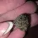 Flower Photo of Companies Cultivating/Producing UK Medical Cannabis BB Smalls T28 Blueberry Banana