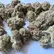 Flower Photo of Importers & Pharmacy Wholesalers FC Smalls T24 Fire Cookies
