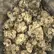 Flower Photo of All Flower/Strains (Prescription Medical Cannabis) MOP T15 Mimosa Orange Punch