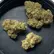 Flower Photo of All Flower/Strains (Prescription Medical Cannabis) KSC T25 Kush Cookies