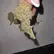 Flower Photo of Companies Cultivating/Producing UK Medical Cannabis Craft DZI T32 Dante'z Inferno