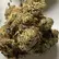 Flower Photo of Importers & Pharmacy Wholesalers FC T27 Fire Cookies