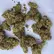 Flower Photo of Packagers, Manufacturers & Formulators Craft Select PCK T29 Pucker-Up