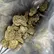 Flower Photo of Companies Cultivating/Producing UK Medical Cannabis T27 Blue Thai