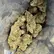 Flower Photo of Companies Cultivating/Producing UK Medical Cannabis T30 OG Kush