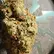 Flower Photo of Companies Cultivating/Producing UK Medical Cannabis Core DGZ T25 Dawgzilla