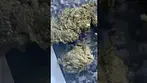 Find zour apples look what’s left #cannabiscommunity #medicated #medicalcannabis #420 #ukme #ukmeds