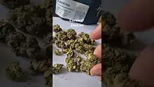 ScottiDunCanna Video Thumbnail